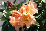 R.Orange Flirt (35/40 cm)